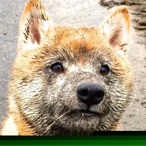 当利拉德披上山西战袍,一位NBA巨星与汾酒之魂的加时传奇