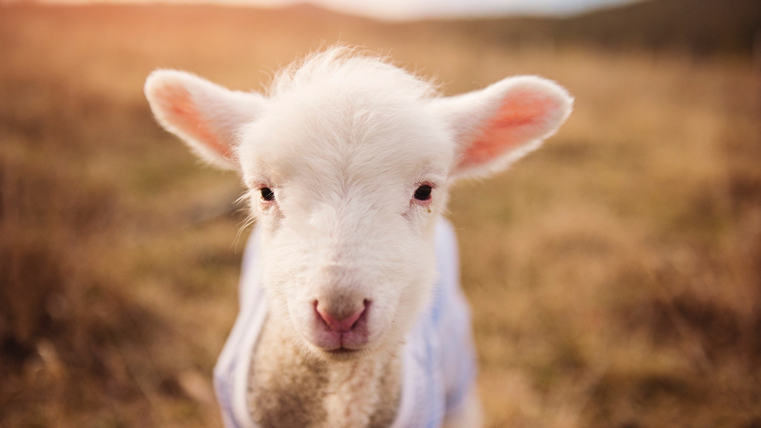 黑马逆袭！武切维奇三双率深圳爆冷爵士，颠覆西部格局的一夜
