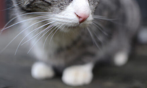 白色洪流席卷法兰西，那个夜晚，苏亚雷斯披上了皇马战袍