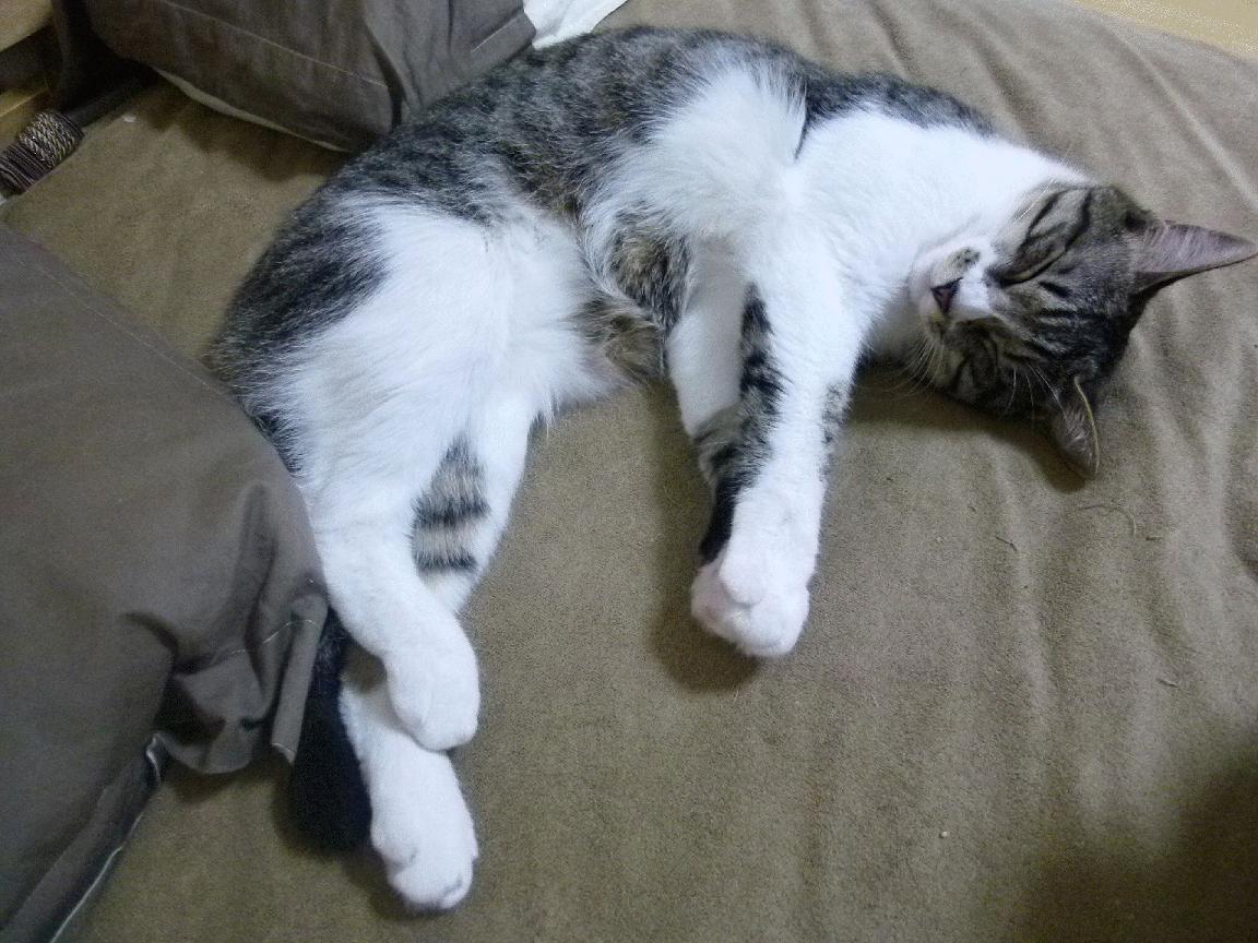 救赎与接管，鹈鹕硬仗碾碎爵士质疑，布伦森在世界排名争夺战中刺穿喧嚣