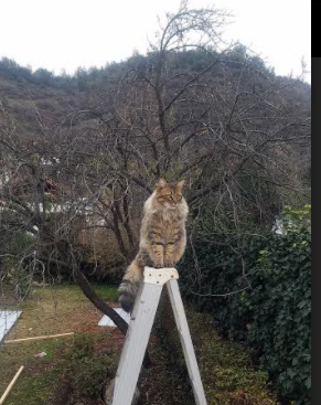 跨越太平洋的终场哨，莫兰特率鹈鹕末节击溃北京首钢