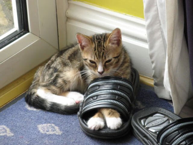 今夜战场，无声指挥官，楚阿梅尼与攻防转换的瞬息史诗