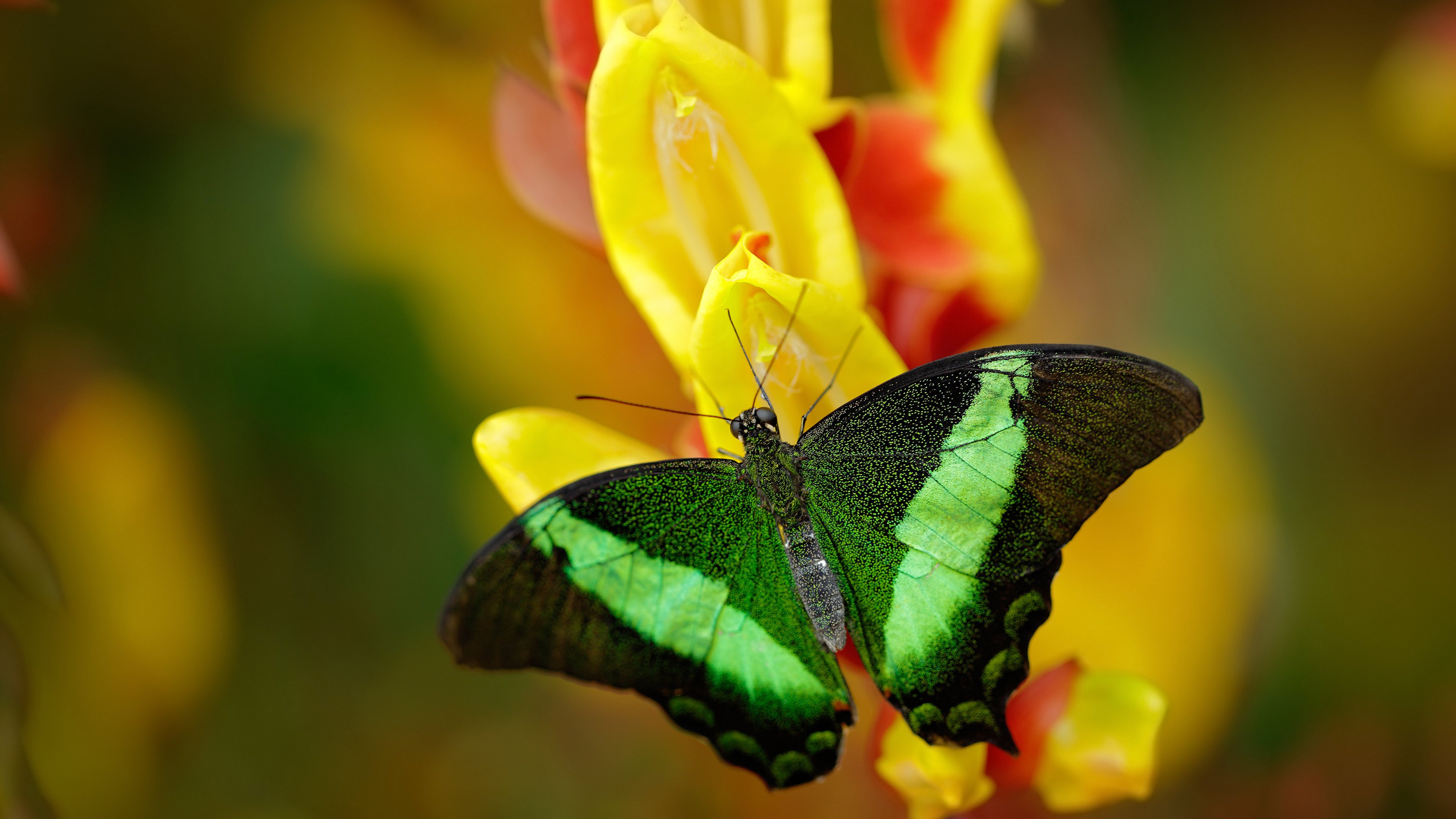 老特拉福德的雨夜，西班牙红衣门神如何献上惊天失误，铸就欧冠史上最意外爆冷？