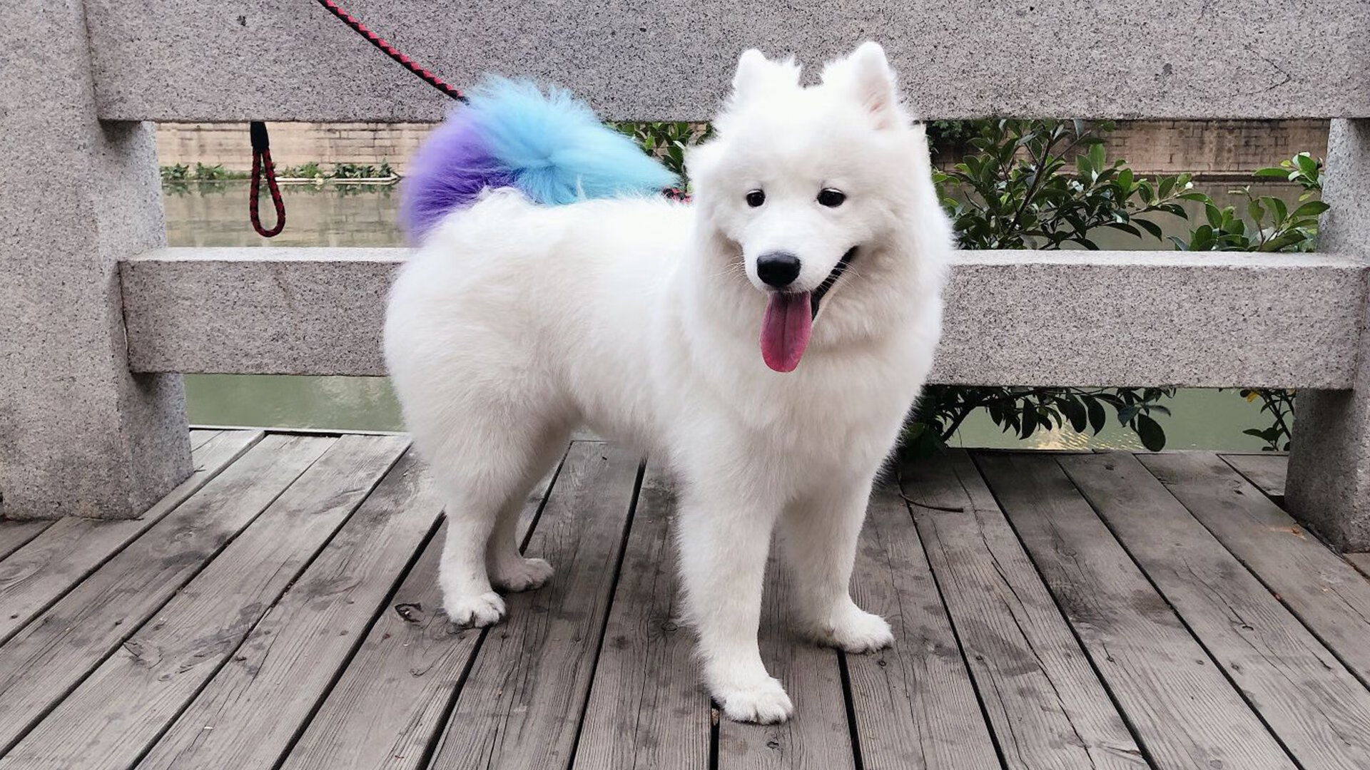 双城记,戈贝尔奇迹封盖与猛龙惊天逆转的大场面之夜