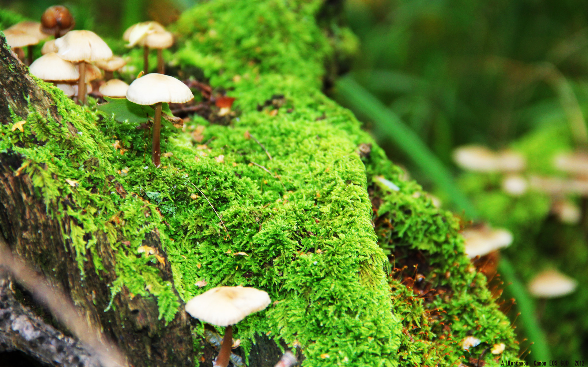 优雅的雷霆与年轻的狂澜,当哈登的完美演出遇上森林狼的狂野风暴