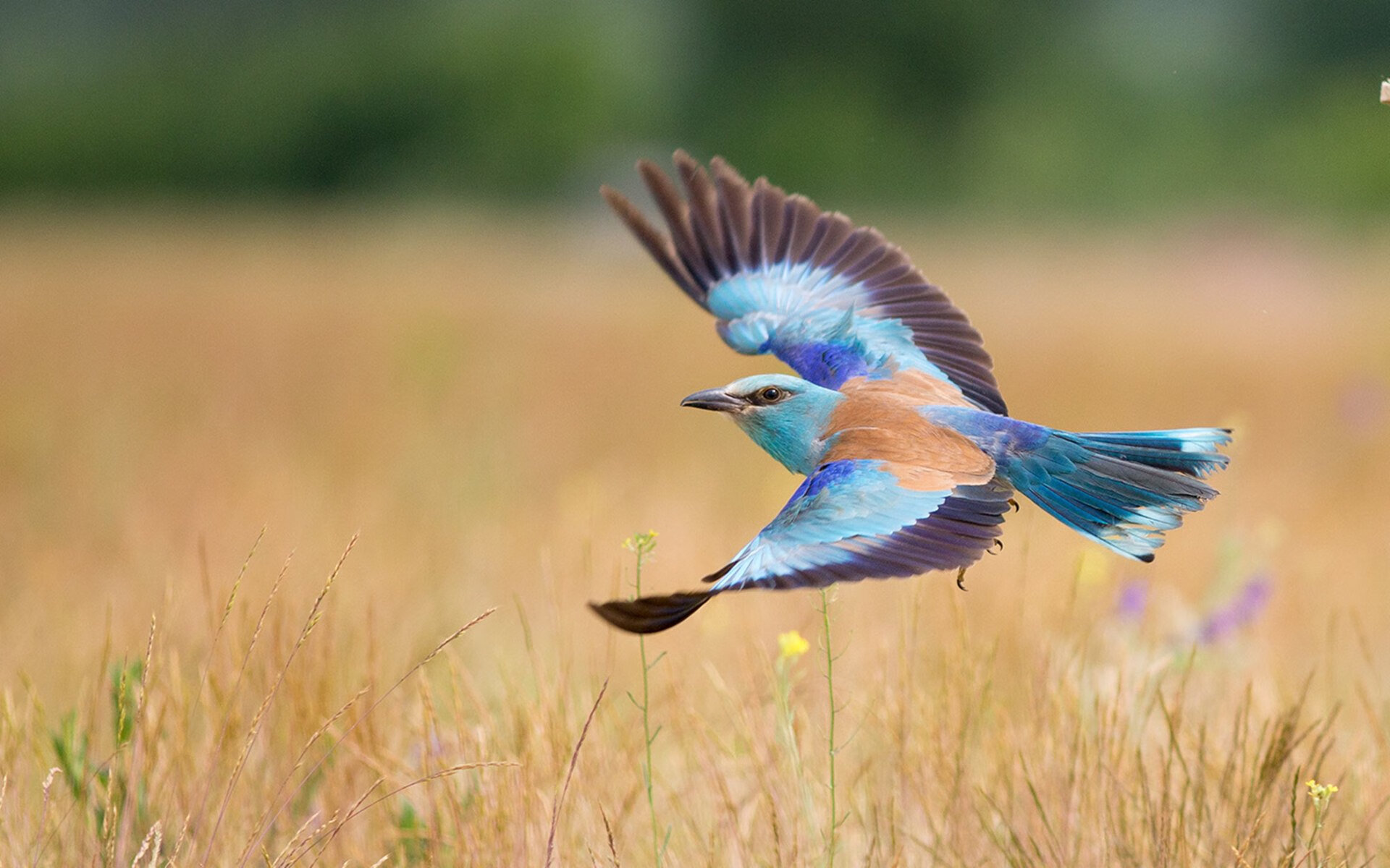 金球中场与雷鬼足球的邂逅，莫德里奇如何让牙买加对阵勒沃库森的友谊赛成为永恒诗篇