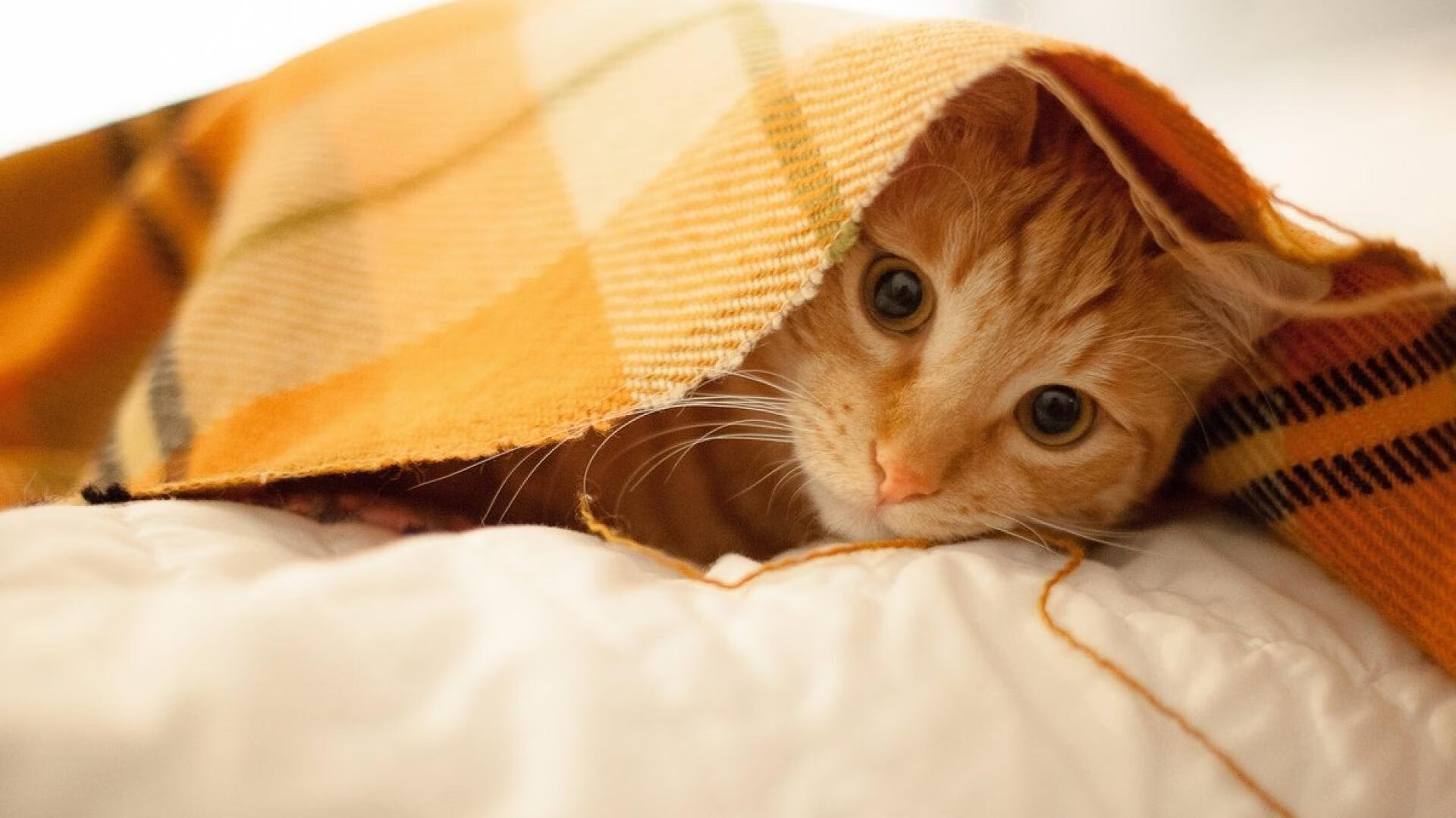 当团队风暴席卷个人神话，国米复仇夜，C罗数据迷城的孤独火炬