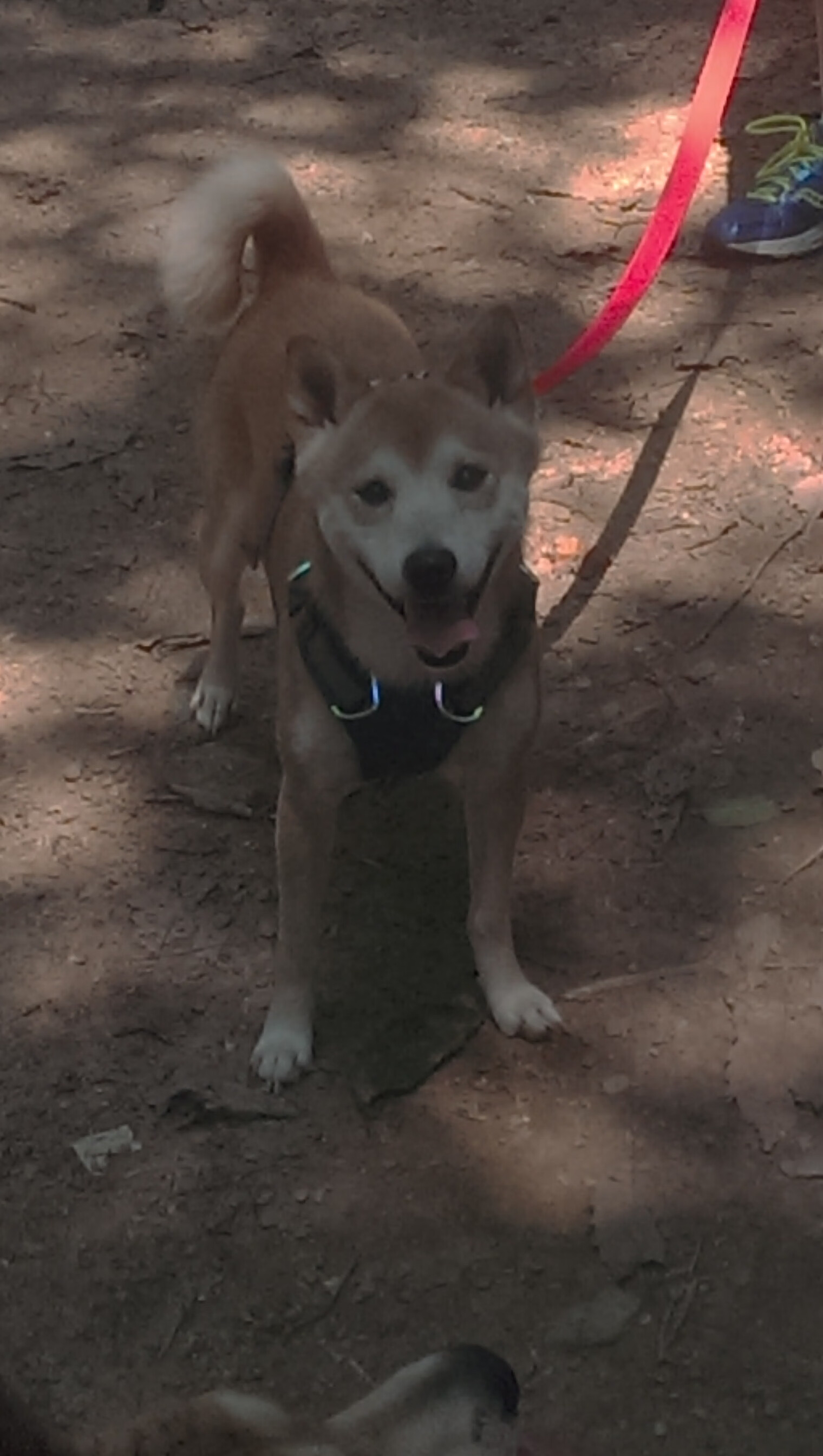 重装城墙与手术刀,AC米兰战术切割洪都拉斯式冲击,德里赫特一夫当关