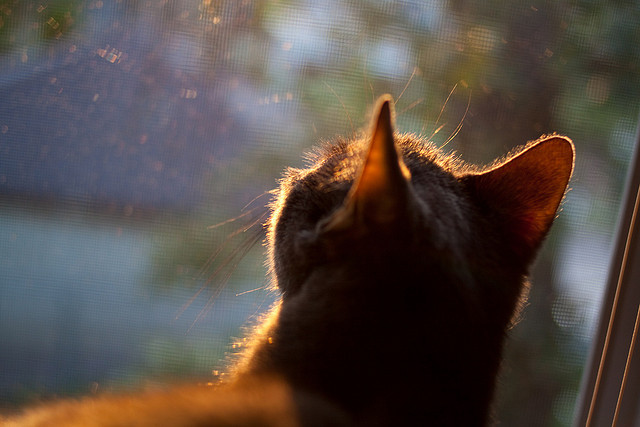 双面关键先生,当哈兰德与波兰队共同诠释收割时刻