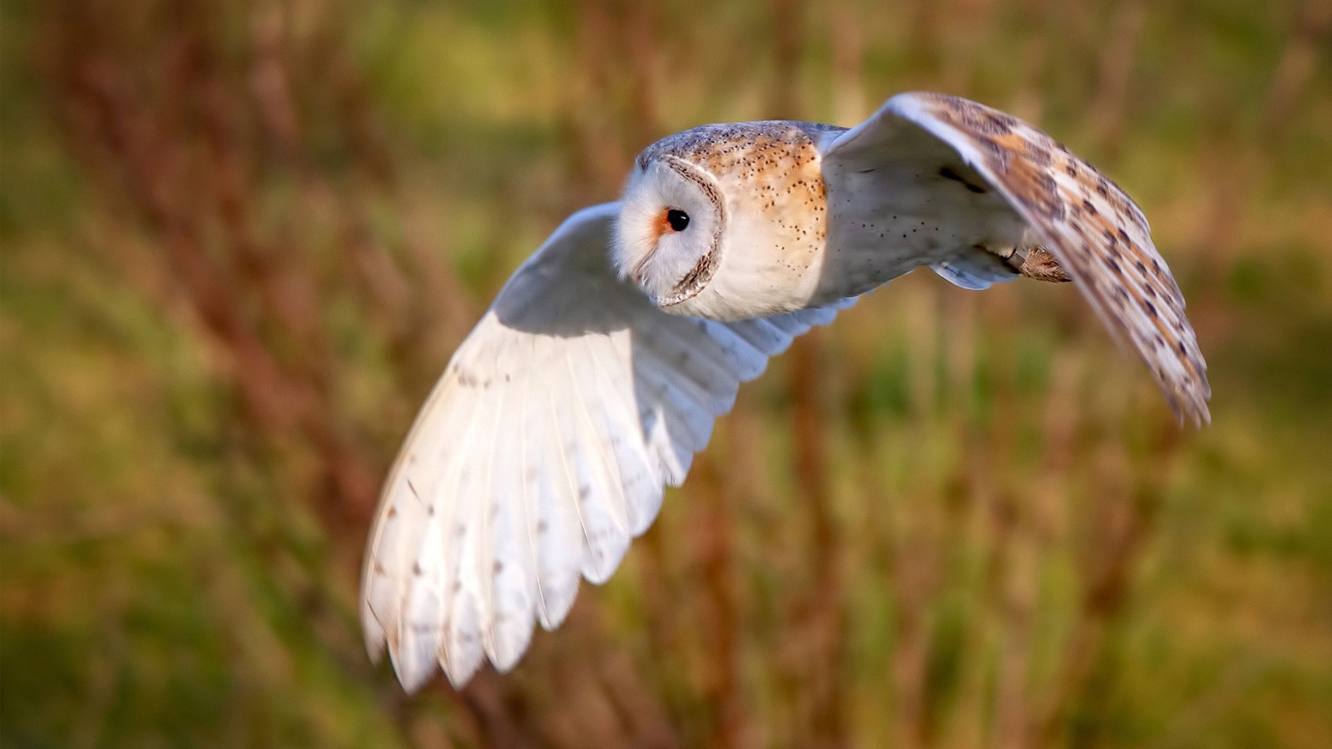 诺坎普奇迹，无人看好的阿克如何一球击碎拜仁神话？