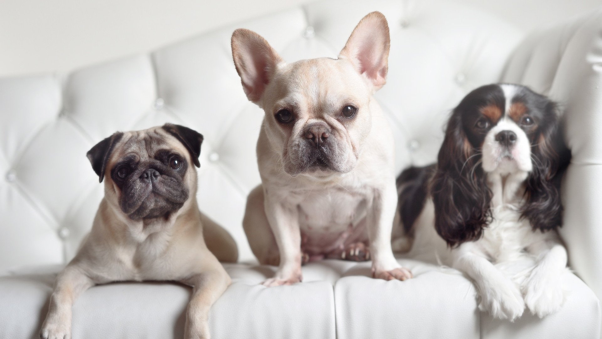 约基奇定义统治力,凯尔特人诠释系统性,胜利的两种公式